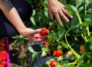 une personne cueille des fraises